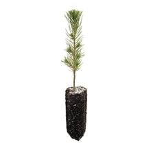 Load image into Gallery viewer, Afghan Pine | Medium Tree Seedling | The Jonsteen Company