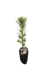Load image into Gallery viewer, Afghan Pine | Medium Tree Seedling | The Jonsteen Company
