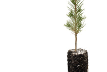 Load image into Gallery viewer, Afghan Pine | Medium Tree Seedling | The Jonsteen Company