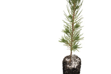 Load image into Gallery viewer, Afghan Pine | Medium Tree Seedling | The Jonsteen Company