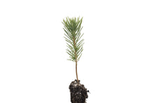 Load image into Gallery viewer, Afghan Pine | Small Tree Seedling | The Jonsteen Company