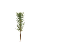Load image into Gallery viewer, Afghan Pine | Small Tree Seedling | The Jonsteen Company