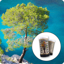 Load image into Gallery viewer, Aleppo Pine | Mini-Grow Kit | The Jonsteen Company