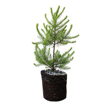 Load image into Gallery viewer, American Larch | Large Tree Seedling | The Jonsteen Company