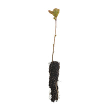 Load image into Gallery viewer, American Sycamore | Small Tree Seedling | The Jonsteen Company