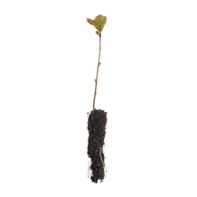 Load image into Gallery viewer, American Sycamore | Lot of 30 Tree Seedlings | The Jonsteen Company