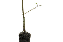 Load image into Gallery viewer, Oklahoma City Survivor Tree | Small Tree Seedling | The Jonsteen Company