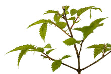 Load image into Gallery viewer, Oklahoma City Survivor Tree | Small Tree Seedling | The Jonsteen Company