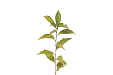 Load image into Gallery viewer, American Plum | Medium Tree Seedling | The Jonsteen Company