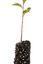 Load image into Gallery viewer, American Plum | Medium Tree Seedling | The Jonsteen Company