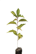 Load image into Gallery viewer, American Plum | Medium Tree Seedling | The Jonsteen Company
