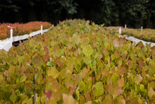 Load image into Gallery viewer, American Sycamore | Lot of 30 Tree Seedlings | The Jonsteen Company