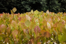 Load image into Gallery viewer, American Sycamore | Lot of 30 Tree Seedlings | The Jonsteen Company