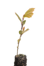 Load image into Gallery viewer, American Sycamore | Medium Tree Seedling | The Jonsteen Company