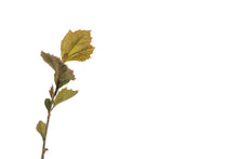 Load image into Gallery viewer, American Sycamore | Medium Tree Seedling | The Jonsteen Company