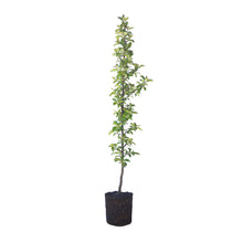 Load image into Gallery viewer, Antonovka Apple | Large Tree Seedling | The Jonsteen Company