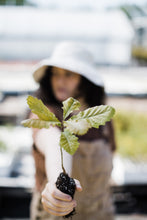 Load image into Gallery viewer, Bur Oak | Medium Tree Seedling | The Jonsteen Company