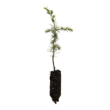 Load image into Gallery viewer, Atlas Cedar | Medium Tree Seedling | The Jonsteen Company