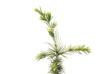 Load image into Gallery viewer, Atlas Cedar | Medium Tree Seedling | The Jonsteen Company