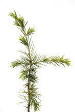 Load image into Gallery viewer, Atlas Cedar | Medium Tree Seedling | The Jonsteen Company