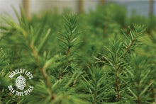 Load image into Gallery viewer, Atlas Cedar | Lot of 30 Tree Seedlings | The Jonsteen Company