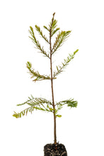 Load image into Gallery viewer, Baldcypress | Medium Tree Seedling | The Jonsteen Company