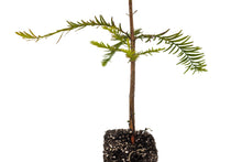 Load image into Gallery viewer, Baldcypress | Medium Tree Seedling | The Jonsteen Company