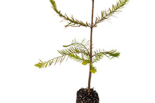 Load image into Gallery viewer, Baldcypress | Medium Tree Seedling | The Jonsteen Company