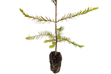 Load image into Gallery viewer, Baldcypress | Medium Tree Seedling | The Jonsteen Company