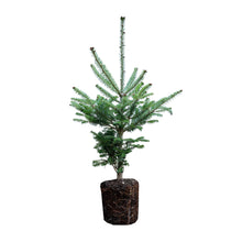 Load image into Gallery viewer, Balsam Fir | Large Tree Seedling | The Jonsteen Company