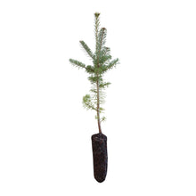 Load image into Gallery viewer, Balsam Fir | Medium Tree Seedling | The Jonsteen Company
