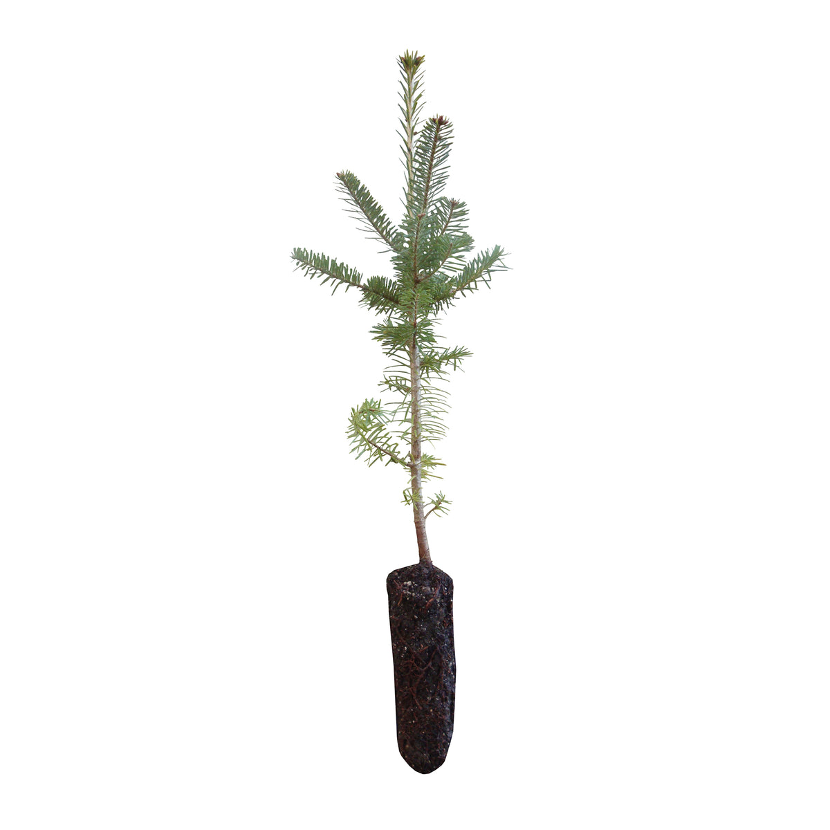 Balsam Fir Medium Tree Seedling