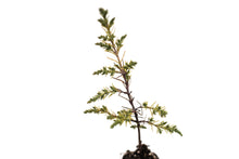 Load image into Gallery viewer, Kashmir Cypress | Medium Tree Seedling | The Jonsteen Company