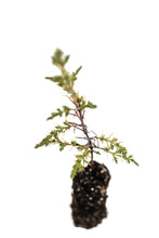 Load image into Gallery viewer, Kashmir Cypress | Medium Tree Seedling | The Jonsteen Company