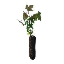 Load image into Gallery viewer, Bigleaf Maple | Lot of 30 Tree Seedlings | The Jonsteen Company