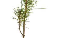 Load image into Gallery viewer, Bishop Pine | Medium Tree Seedling | The Jonsteen Company