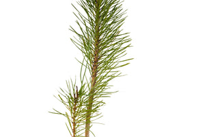 Bishop Pine | Medium Tree Seedling | The Jonsteen Company