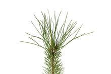 Load image into Gallery viewer, Bishop Pine | Medium Tree Seedling | The Jonsteen Company