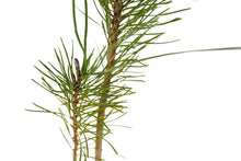 Load image into Gallery viewer, Bishop Pine | Medium Tree Seedling | The Jonsteen Company