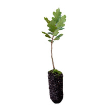 Load image into Gallery viewer, Blue Oak | Medium Tree Seedling | The Jonsteen Company