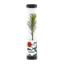 Load image into Gallery viewer, Bonsai Starter | Packaged Live Tree | The Jonsteen Company