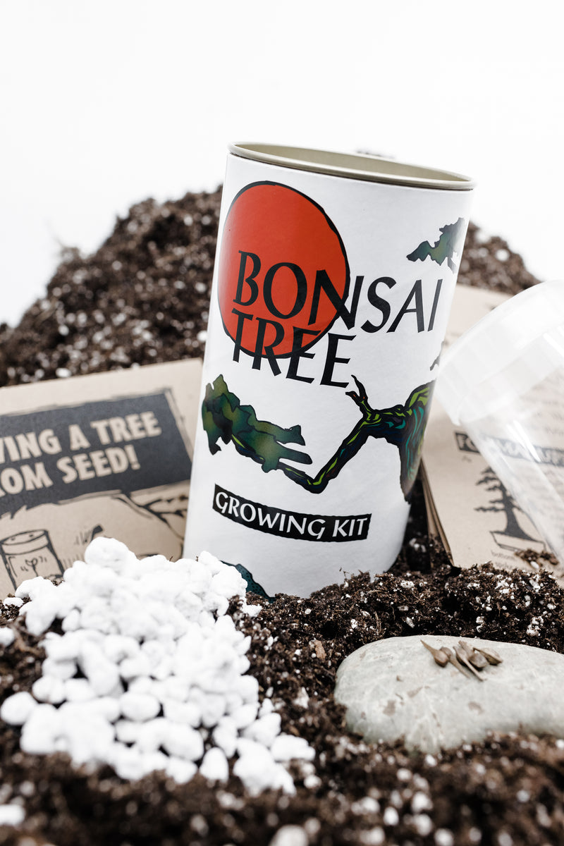 Bonsai Tree | White Design