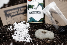 Load image into Gallery viewer, Bonsai Tree | White Design | Seed Grow Kit | The Jonsteen Company