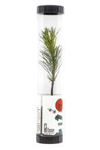 Load image into Gallery viewer, Bonsai Starter | Packaged Live Tree | The Jonsteen Company