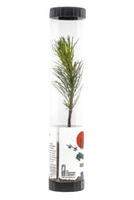 Load image into Gallery viewer, Bonsai Starter | Packaged Live Tree | The Jonsteen Company