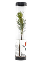 Load image into Gallery viewer, Bonsai Starter | Packaged Live Tree | The Jonsteen Company