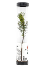 Load image into Gallery viewer, Bonsai Starter | Packaged Live Tree | The Jonsteen Company