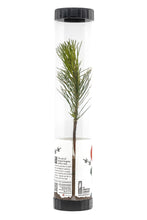 Load image into Gallery viewer, Bonsai Starter | Packaged Live Tree | The Jonsteen Company