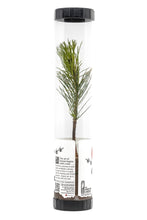Load image into Gallery viewer, Bonsai Starter | Packaged Live Tree | The Jonsteen Company