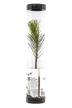Load image into Gallery viewer, Bonsai Starter | Packaged Live Tree | The Jonsteen Company